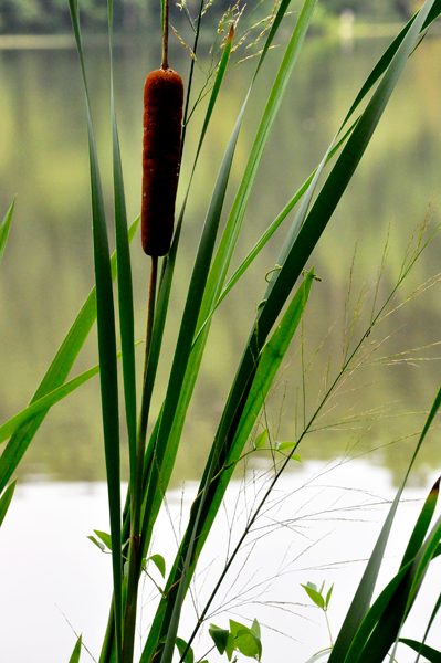 Cattails